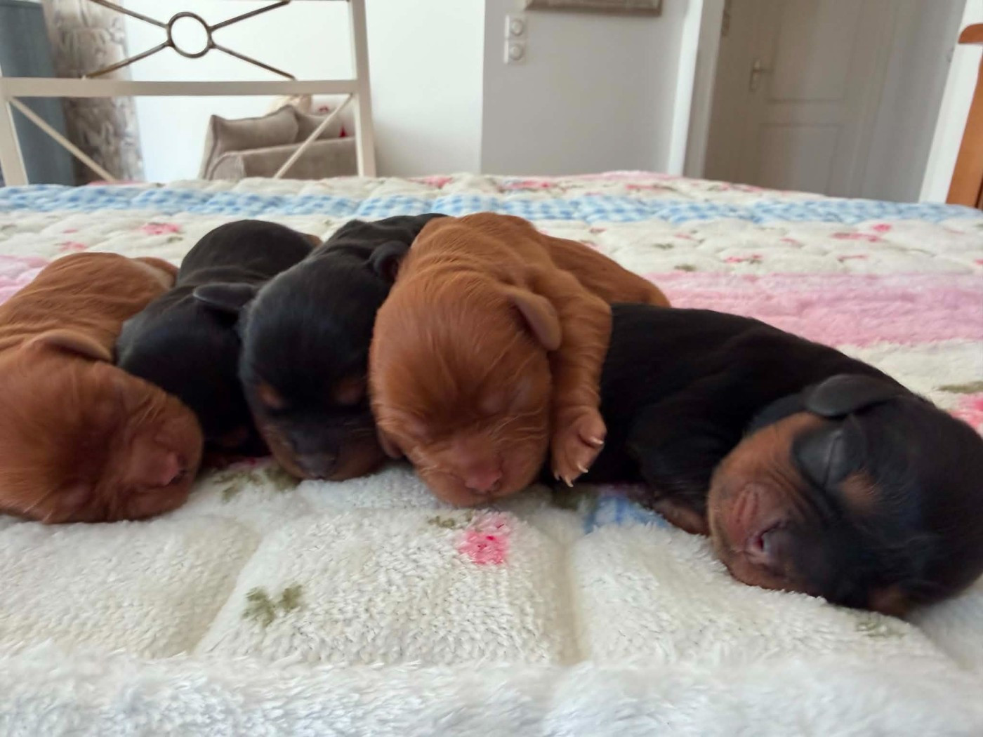 Chiot Cavalier King Charles Spaniel des brandes de beaulieu