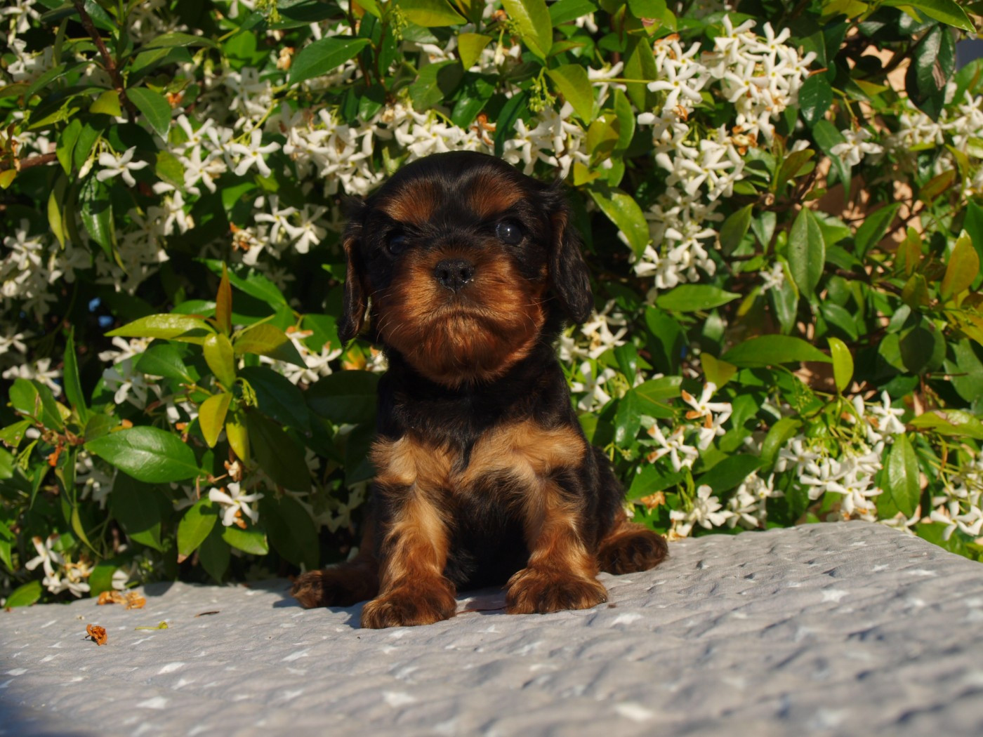 des brandes de beaulieu - Chiots disponibles - Cavalier King Charles Spaniel
