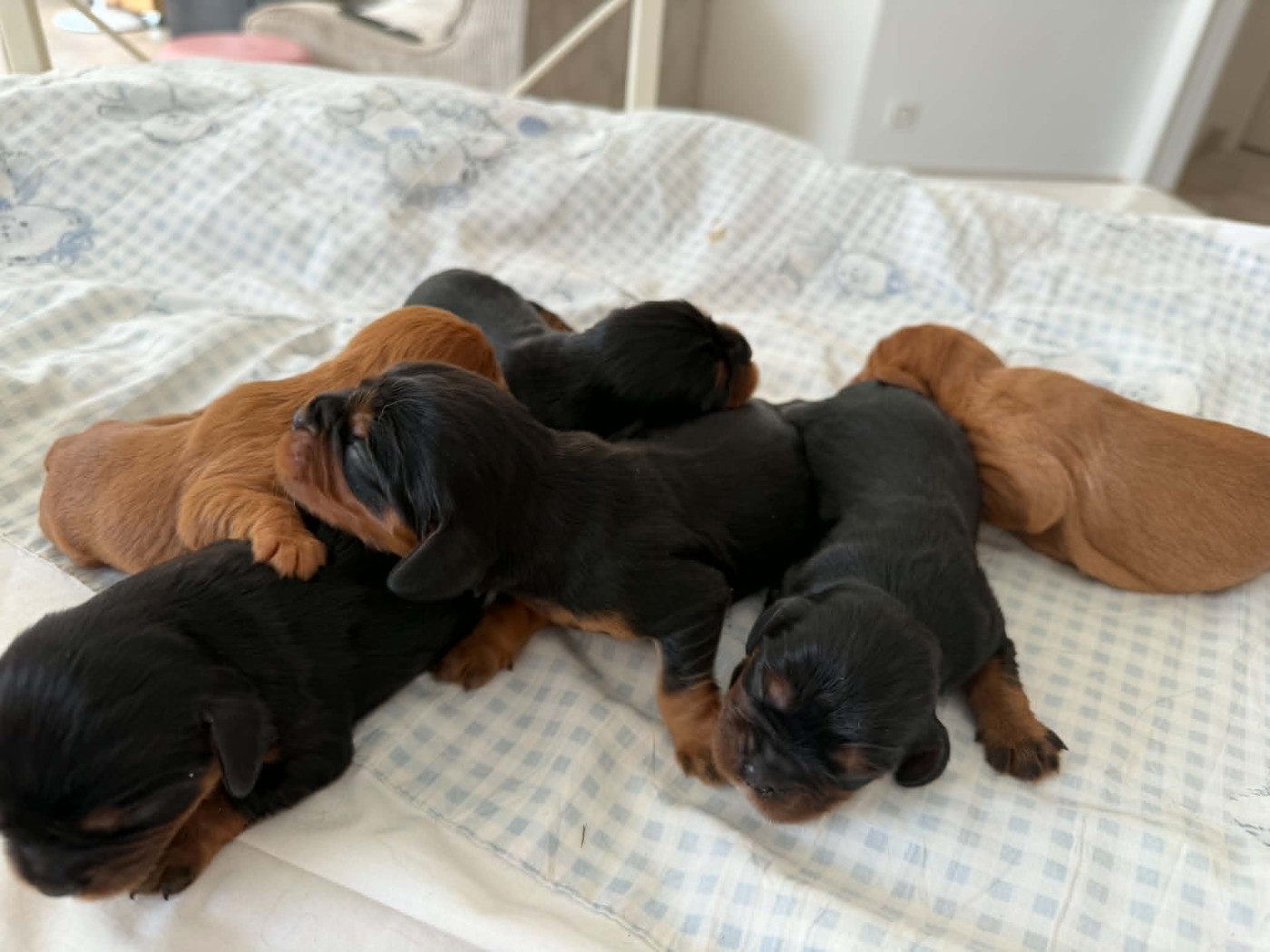 Chiot Cavalier King Charles Spaniel des brandes de beaulieu