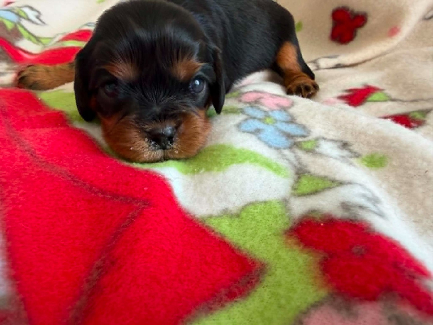 des brandes de beaulieu - Chiots disponibles - Cavalier King Charles Spaniel