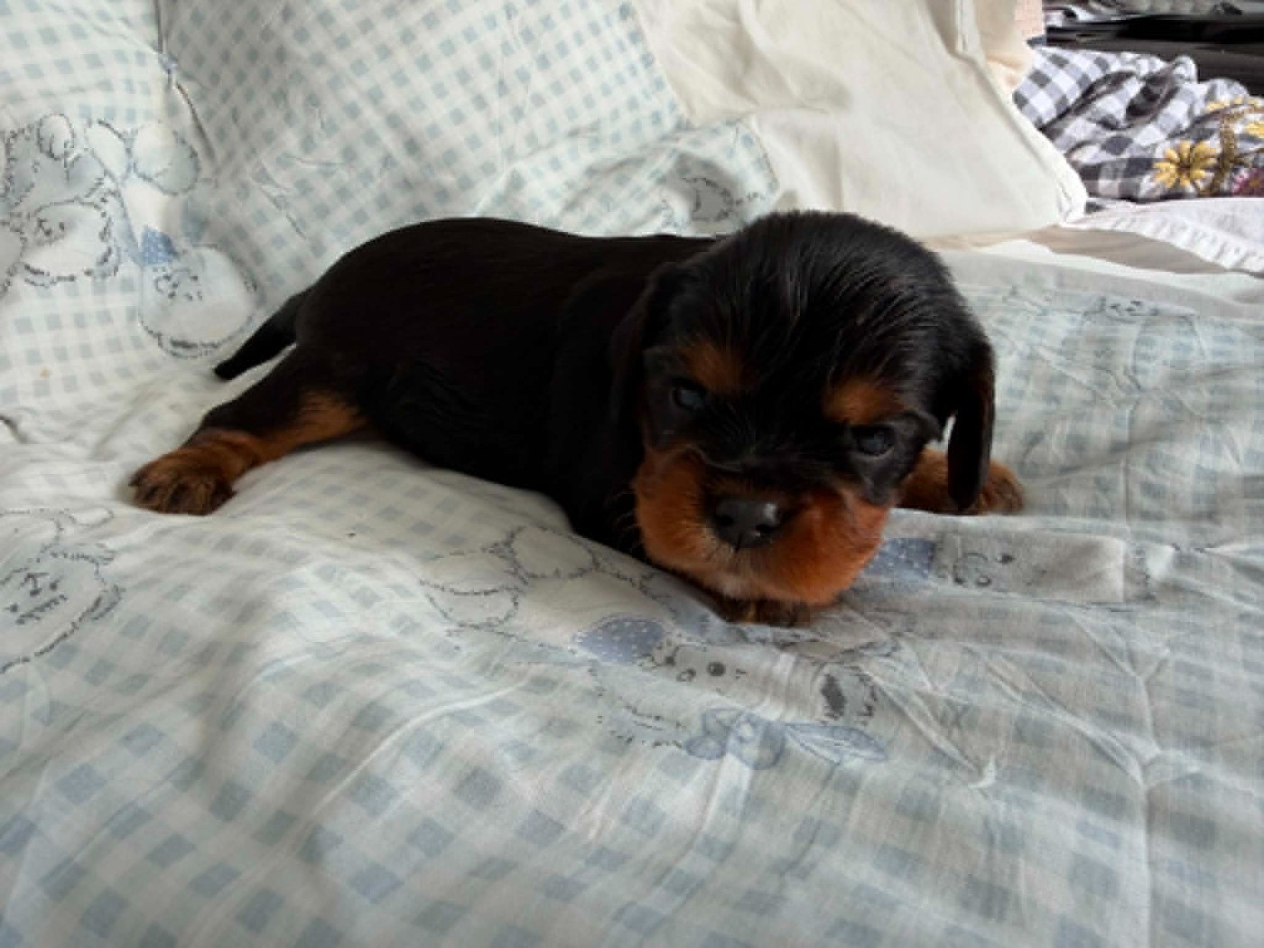des brandes de beaulieu - Chiots disponibles - Cavalier King Charles Spaniel