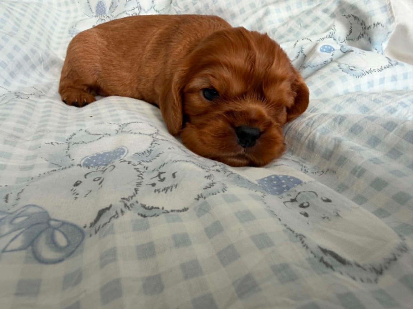 des brandes de beaulieu - Chiots disponibles - Cavalier King Charles Spaniel