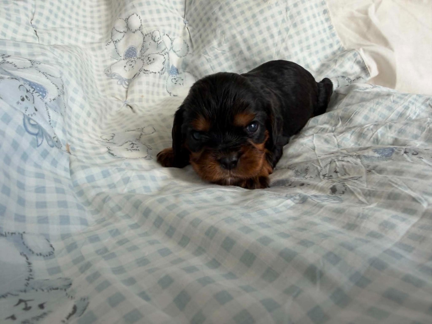 des brandes de beaulieu - Chiots disponibles - Cavalier King Charles Spaniel