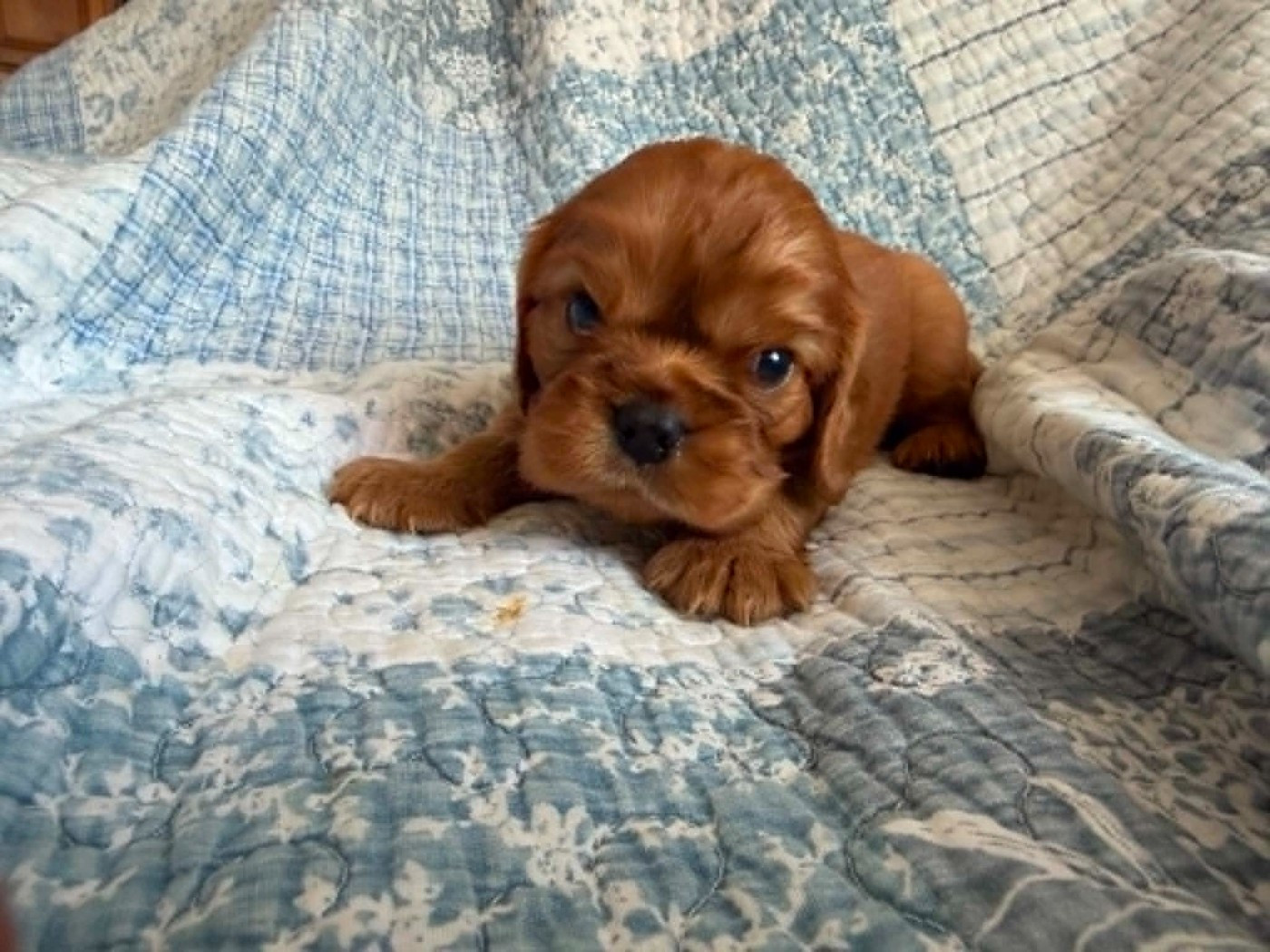 des brandes de beaulieu - Chiots disponibles - Cavalier King Charles Spaniel