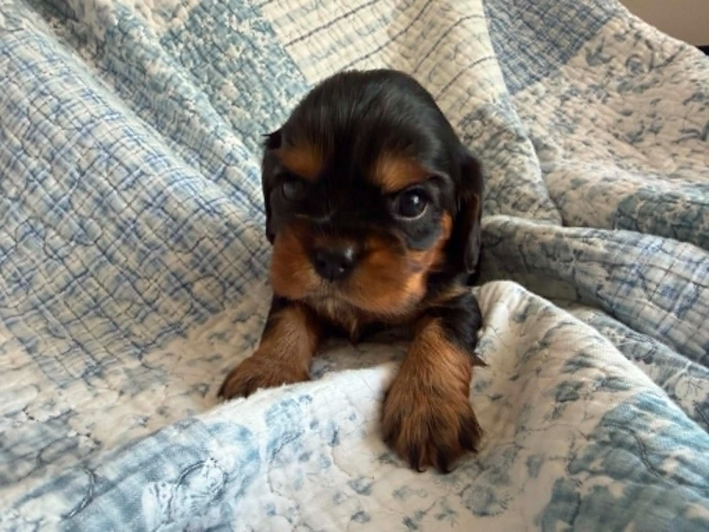des brandes de beaulieu - Chiots disponibles - Cavalier King Charles Spaniel