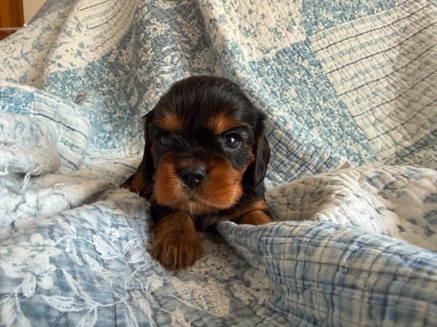 des brandes de beaulieu - Chiots disponibles - Cavalier King Charles Spaniel