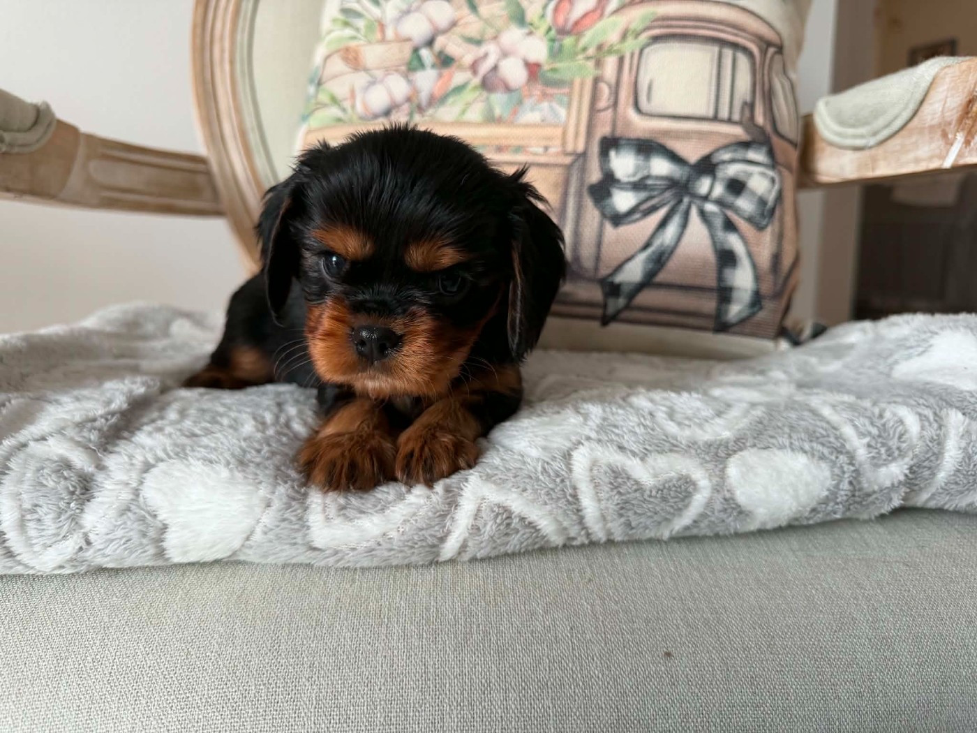 des brandes de beaulieu - Chiots disponibles - Cavalier King Charles Spaniel