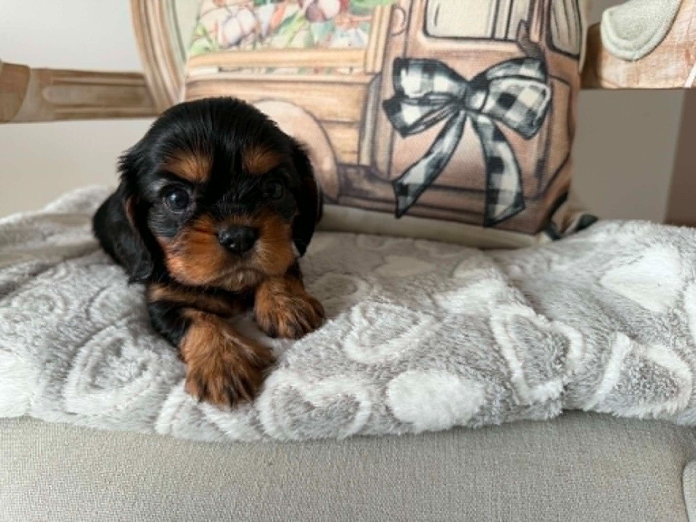 des brandes de beaulieu - Chiots disponibles - Cavalier King Charles Spaniel