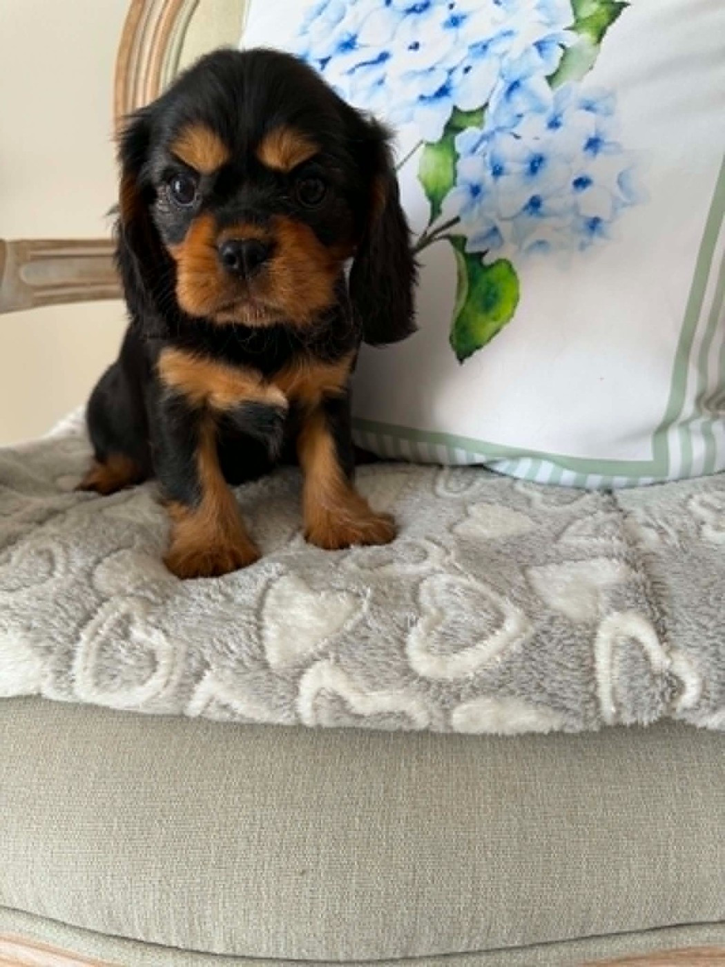 des brandes de beaulieu - Chiots disponibles - Cavalier King Charles Spaniel