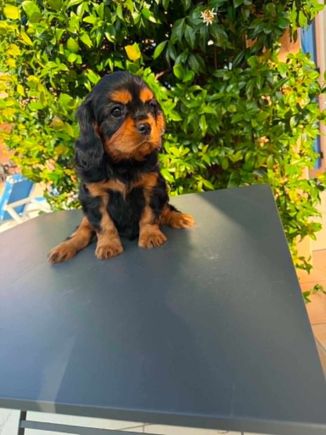 des brandes de beaulieu - Chiots disponibles - Cavalier King Charles Spaniel