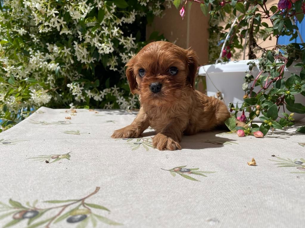 des brandes de beaulieu - Chiots disponibles - Cavalier King Charles Spaniel