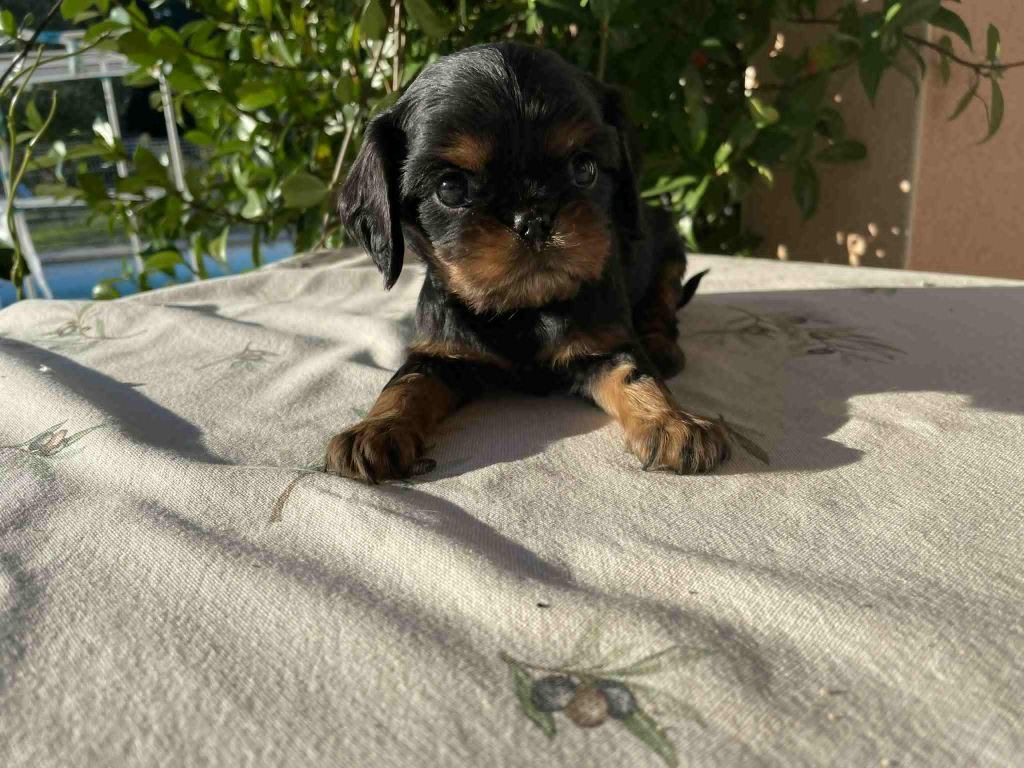 des brandes de beaulieu - Chiots disponibles - Cavalier King Charles Spaniel