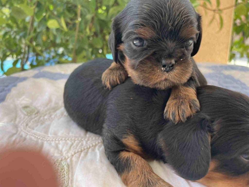 des brandes de beaulieu - Chiots disponibles - Cavalier King Charles Spaniel