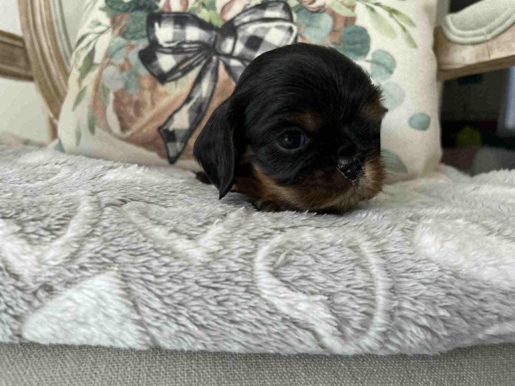 des brandes de beaulieu - Chiots disponibles - Cavalier King Charles Spaniel