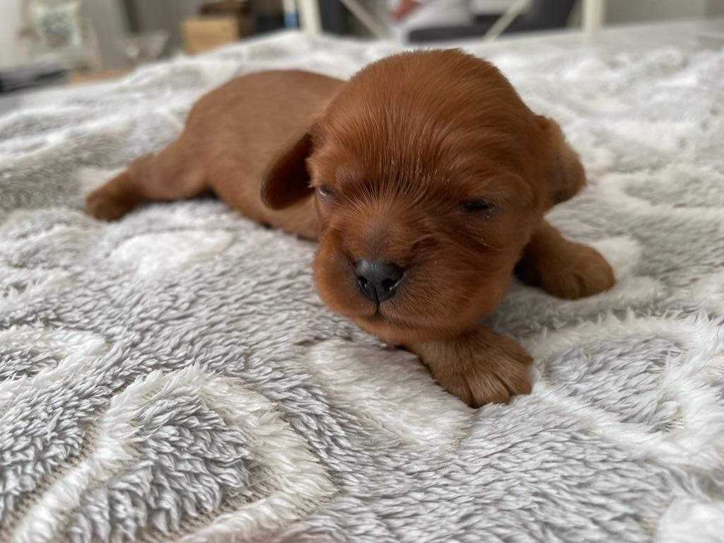 des brandes de beaulieu - Chiots disponibles - Cavalier King Charles Spaniel