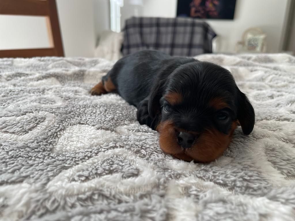 des brandes de beaulieu - Chiots disponibles - Cavalier King Charles Spaniel