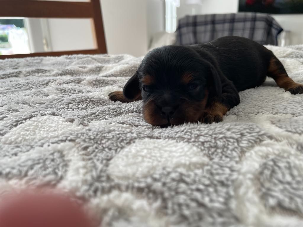 des brandes de beaulieu - Chiots disponibles - Cavalier King Charles Spaniel