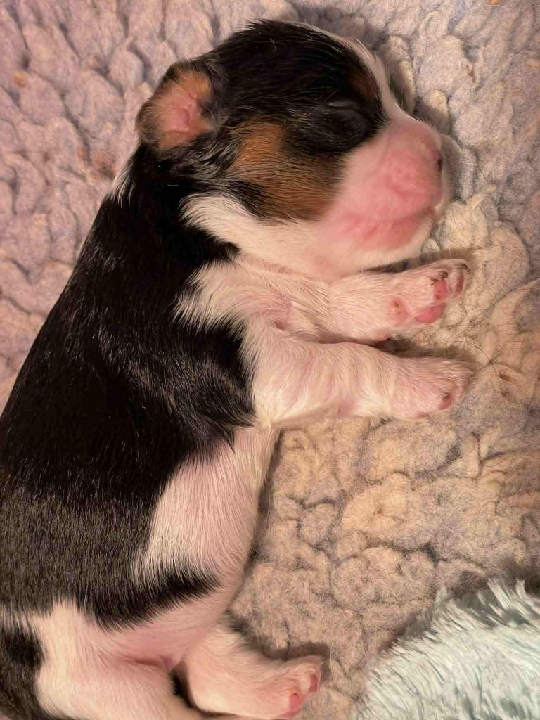 des brandes de beaulieu - Chiots disponibles - Cavalier King Charles Spaniel