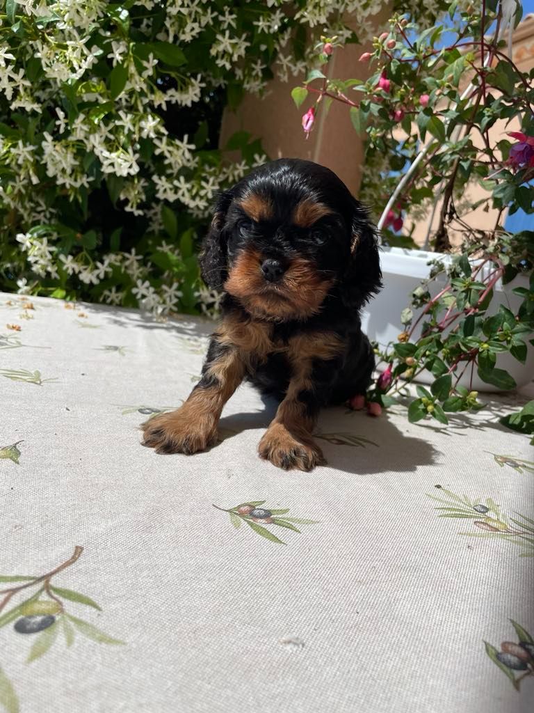 des brandes de beaulieu - Chiots disponibles - Cavalier King Charles Spaniel