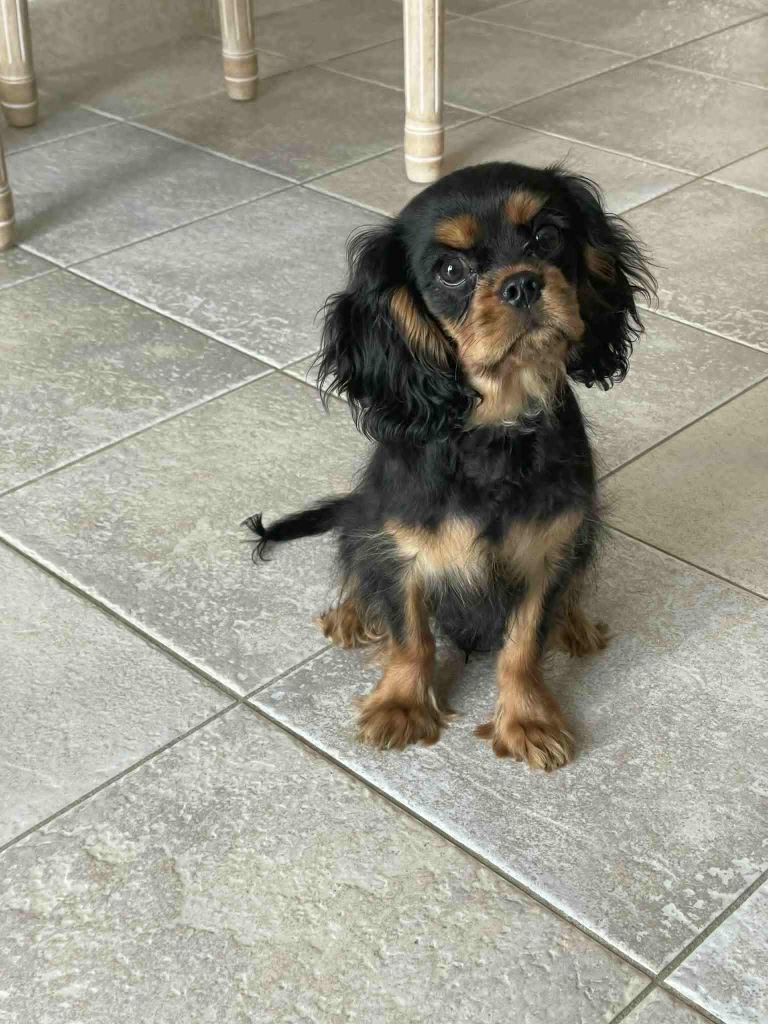 des brandes de beaulieu - Chiots disponibles - Cavalier King Charles Spaniel