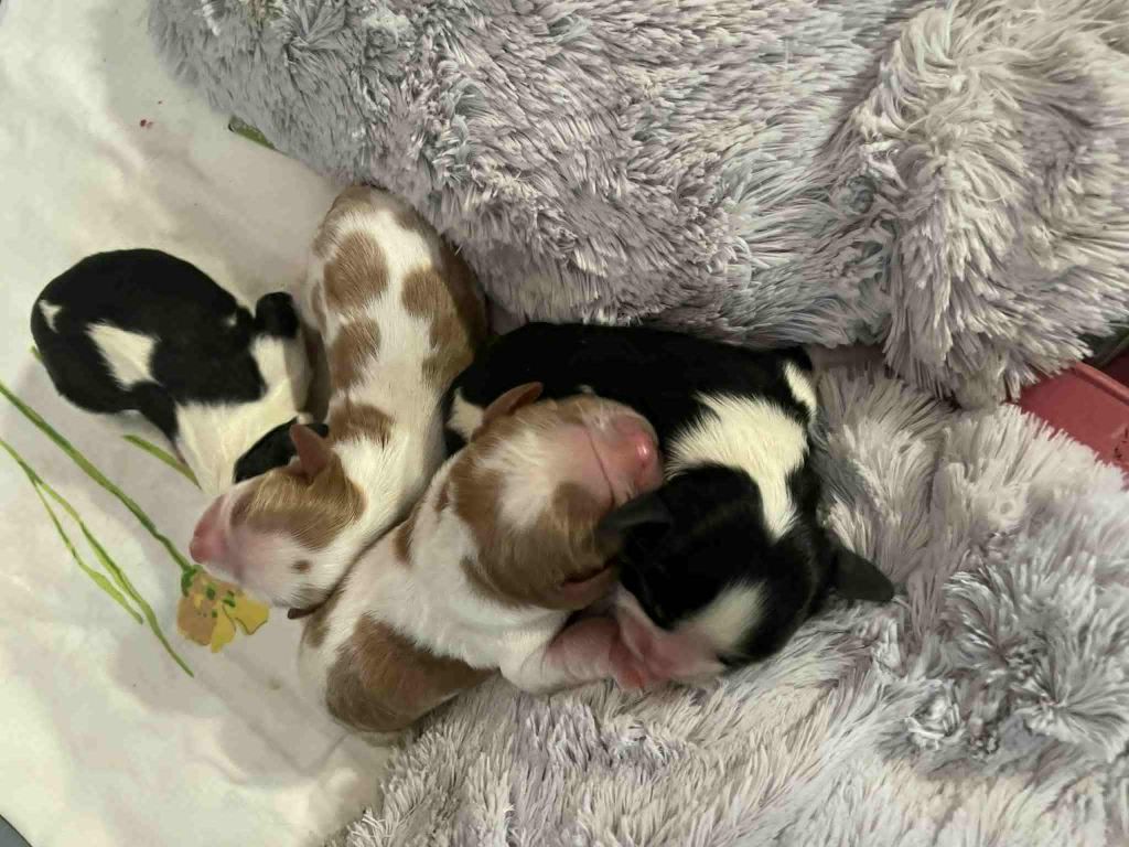 Chiot Cavalier King Charles Spaniel des brandes de beaulieu