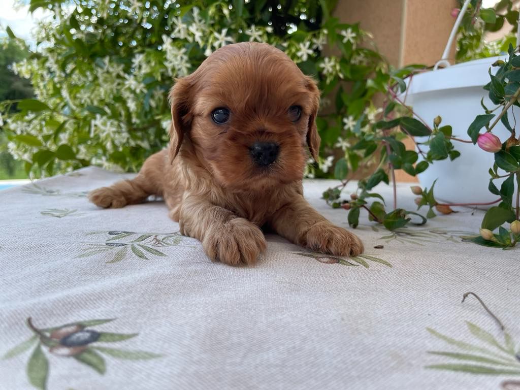 des brandes de beaulieu - Chiots disponibles - Cavalier King Charles Spaniel