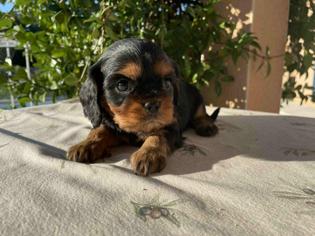 des brandes de beaulieu - Chiots disponibles - Cavalier King Charles Spaniel