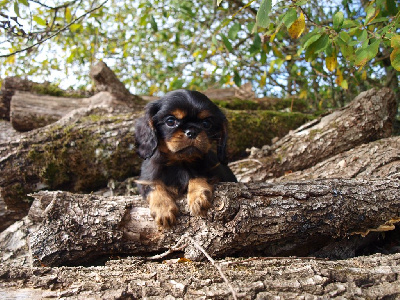 ANOTHER BLACK FLOWER 