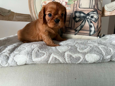 BEVERLY