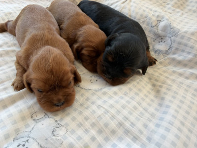 Chiot N°3