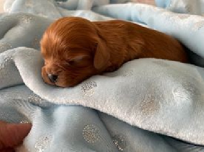 CHIOT