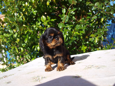 ANOTHER BLACK FLOWER