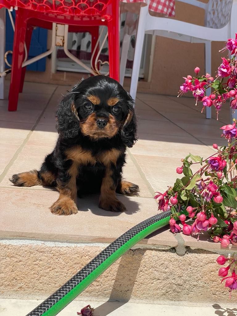 des brandes de beaulieu - Chiots disponibles - Cavalier King Charles Spaniel