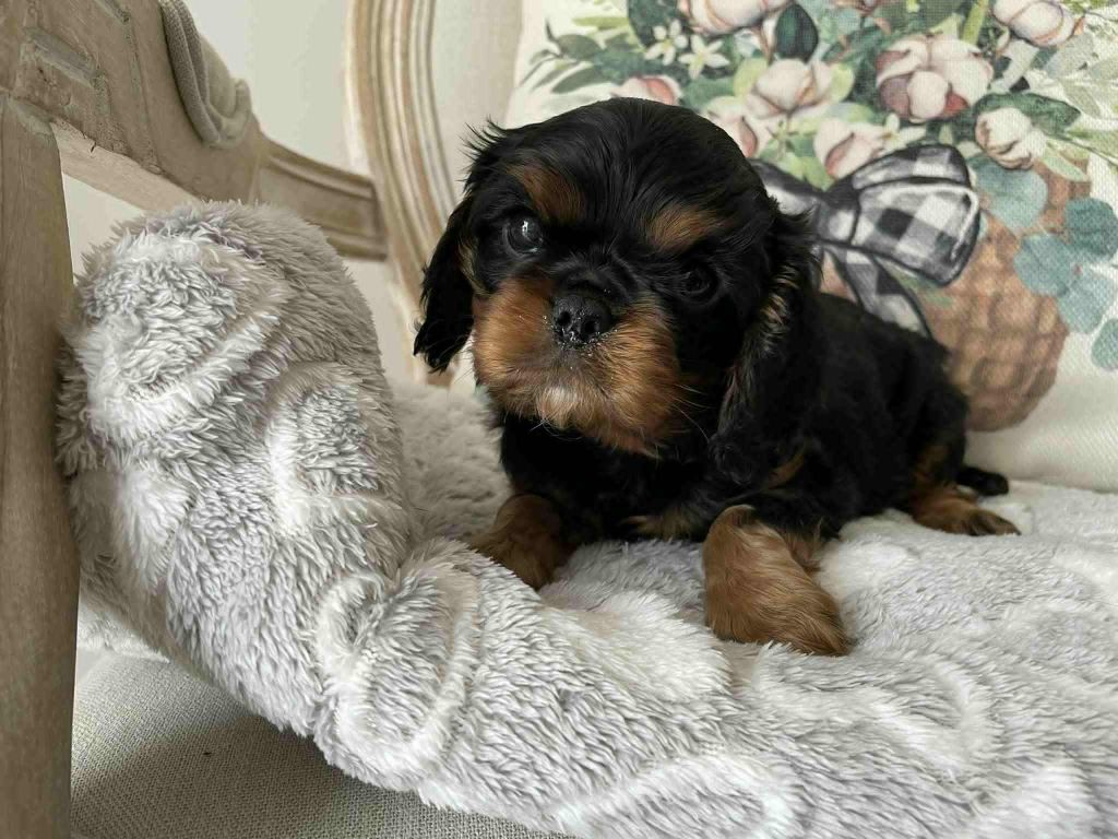 des brandes de beaulieu - Chiots disponibles - Cavalier King Charles Spaniel