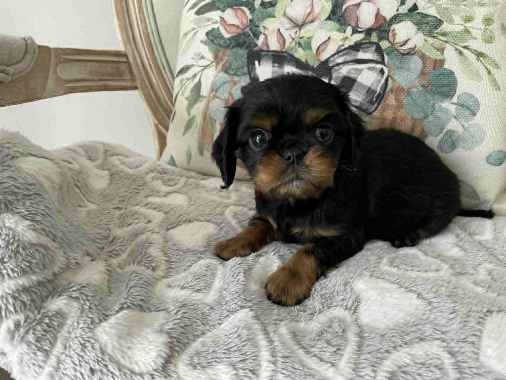 des brandes de beaulieu - Chiots disponibles - Cavalier King Charles Spaniel