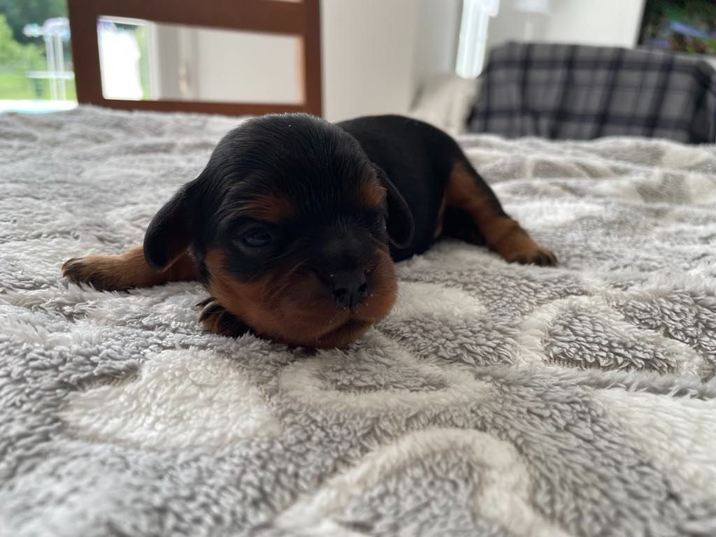 des brandes de beaulieu - Chiots disponibles - Cavalier King Charles Spaniel