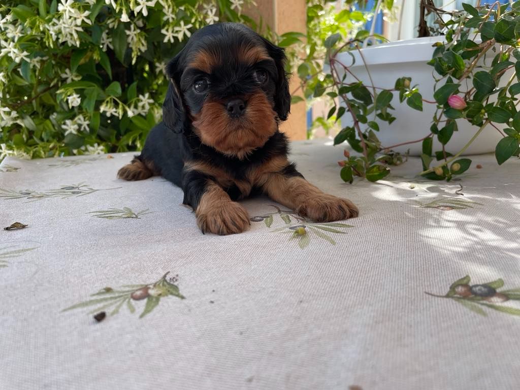 des brandes de beaulieu - Chiots disponibles - Cavalier King Charles Spaniel