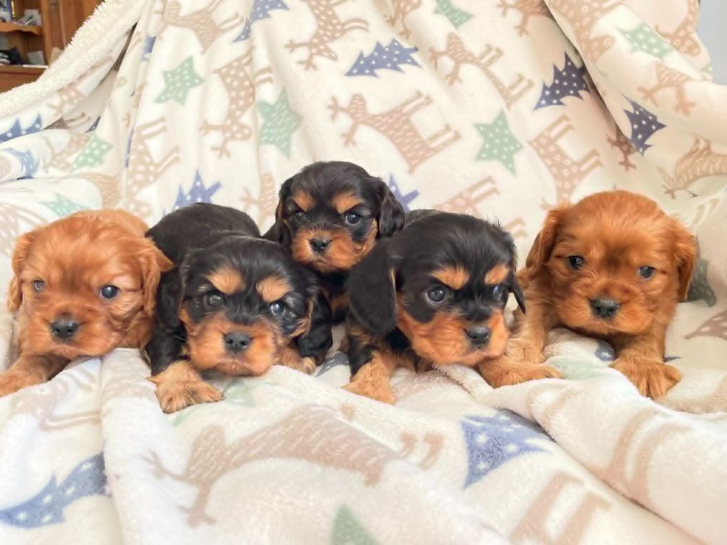 Chiot Cavalier King Charles Spaniel des brandes de beaulieu