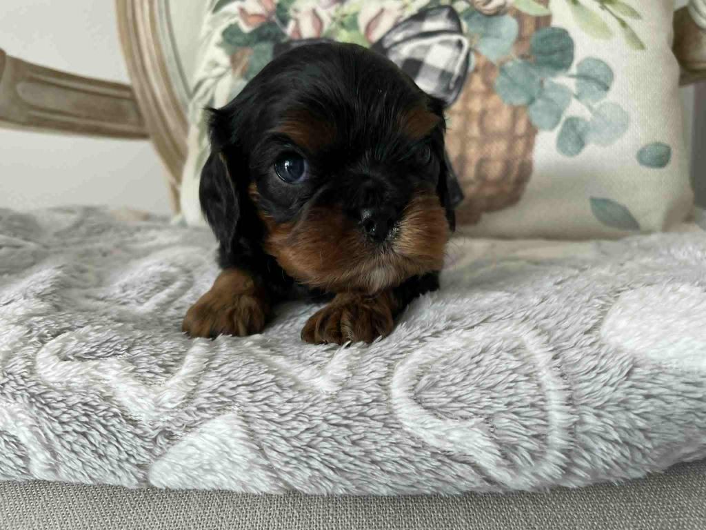 des brandes de beaulieu - Chiots disponibles - Cavalier King Charles Spaniel