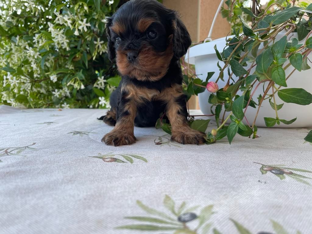 des brandes de beaulieu - Chiots disponibles - Cavalier King Charles Spaniel