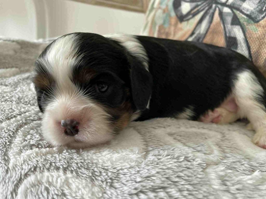 des brandes de beaulieu - Chiots disponibles - Cavalier King Charles Spaniel