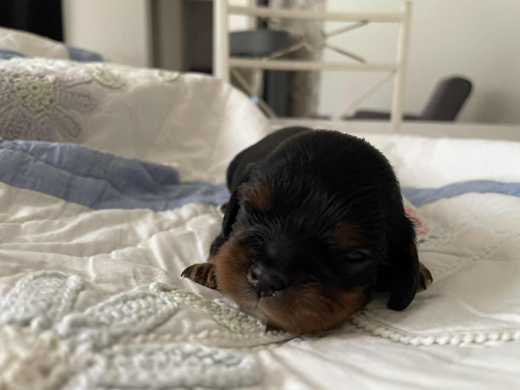 des brandes de beaulieu - Chiots disponibles - Cavalier King Charles Spaniel