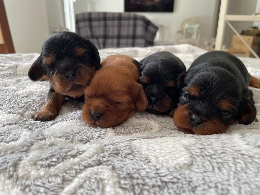 Chiot Cavalier King Charles Spaniel des brandes de beaulieu