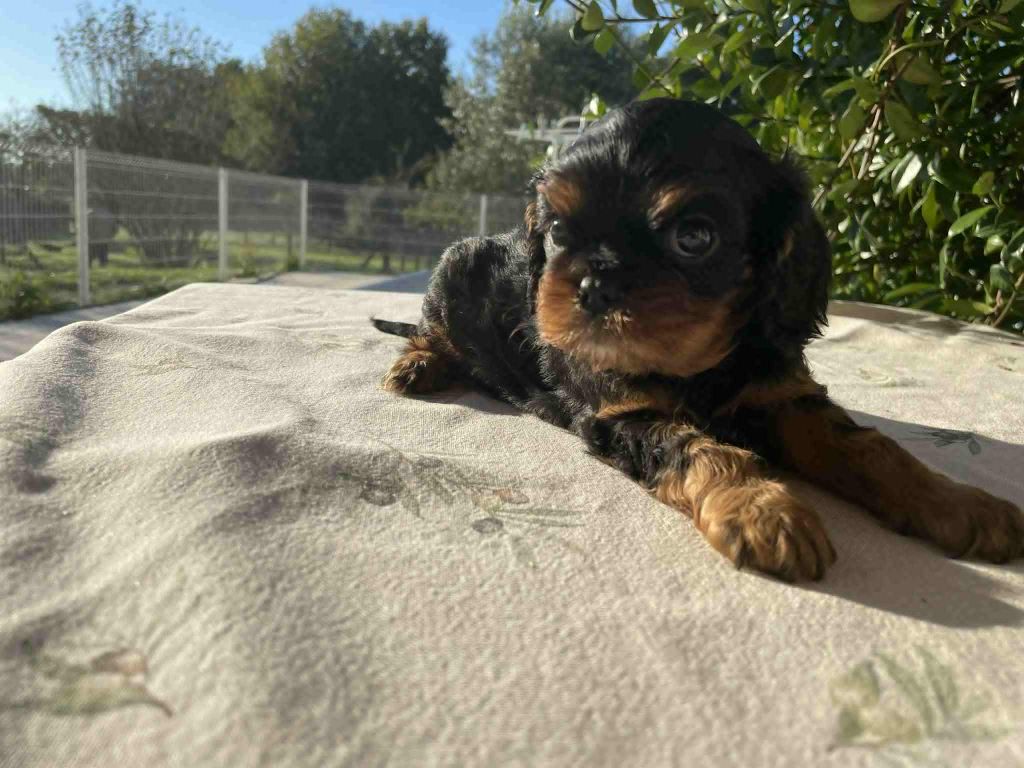des brandes de beaulieu - Chiots disponibles - Cavalier King Charles Spaniel