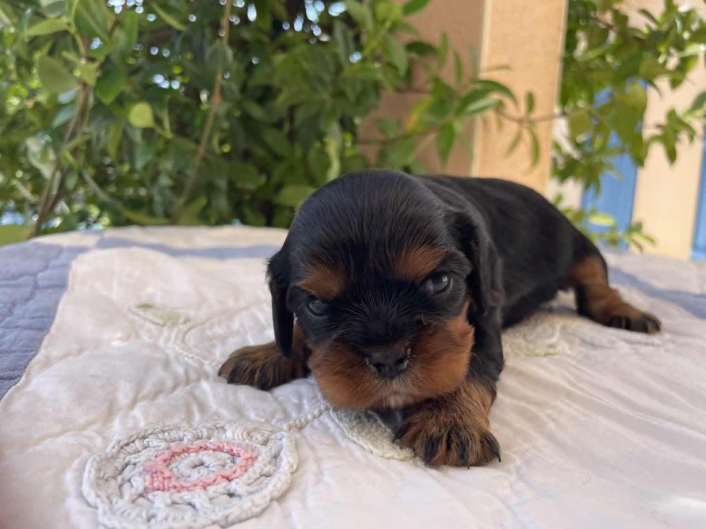 des brandes de beaulieu - Chiots disponibles - Cavalier King Charles Spaniel