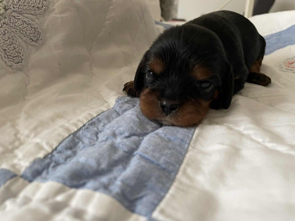 des brandes de beaulieu - Chiots disponibles - Cavalier King Charles Spaniel